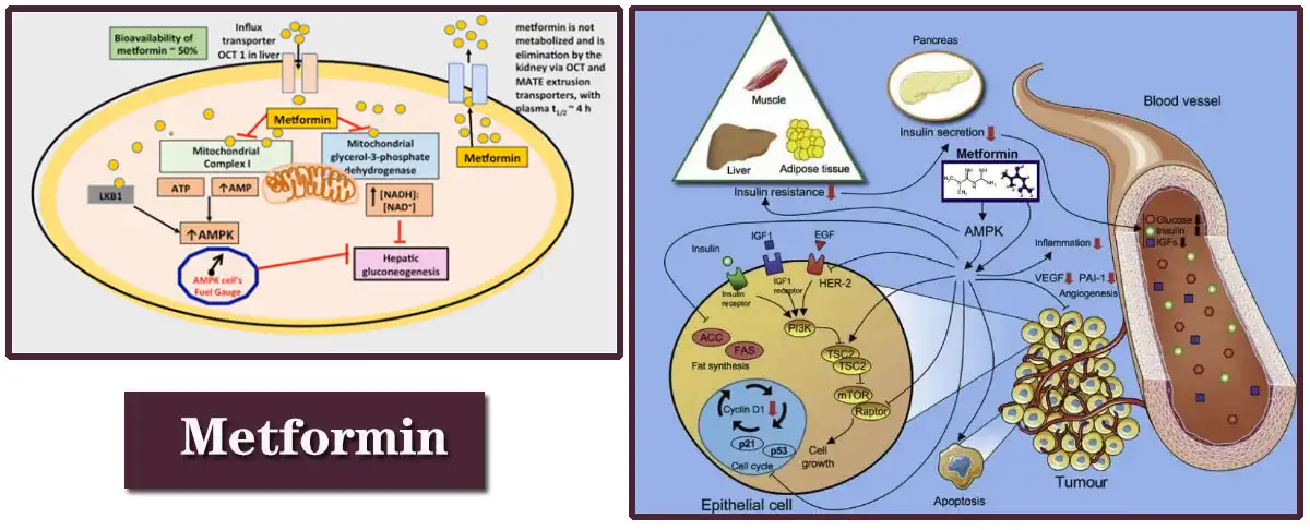 Metformin Hydrochloride Supplier.jpg Metformin Hydrochloride Supplier.jpg